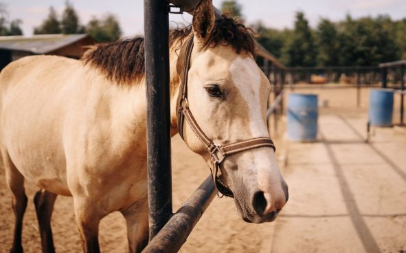Изображение акции