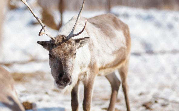 Изображение акции